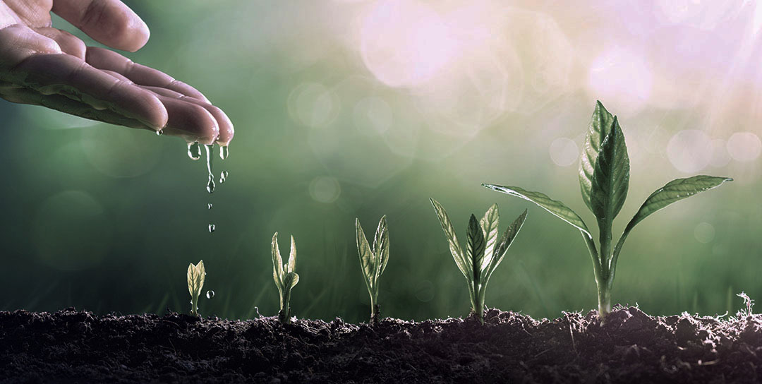Hand watering seedlings at different stages of growth
